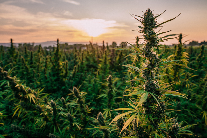 Global-Printing-Cannabis-Product Packaging